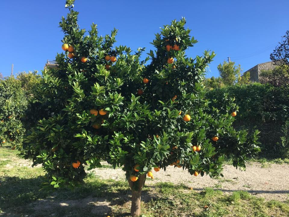Tenuta Lanza Il Mulino Acquaviva Platani المظهر الخارجي الصورة